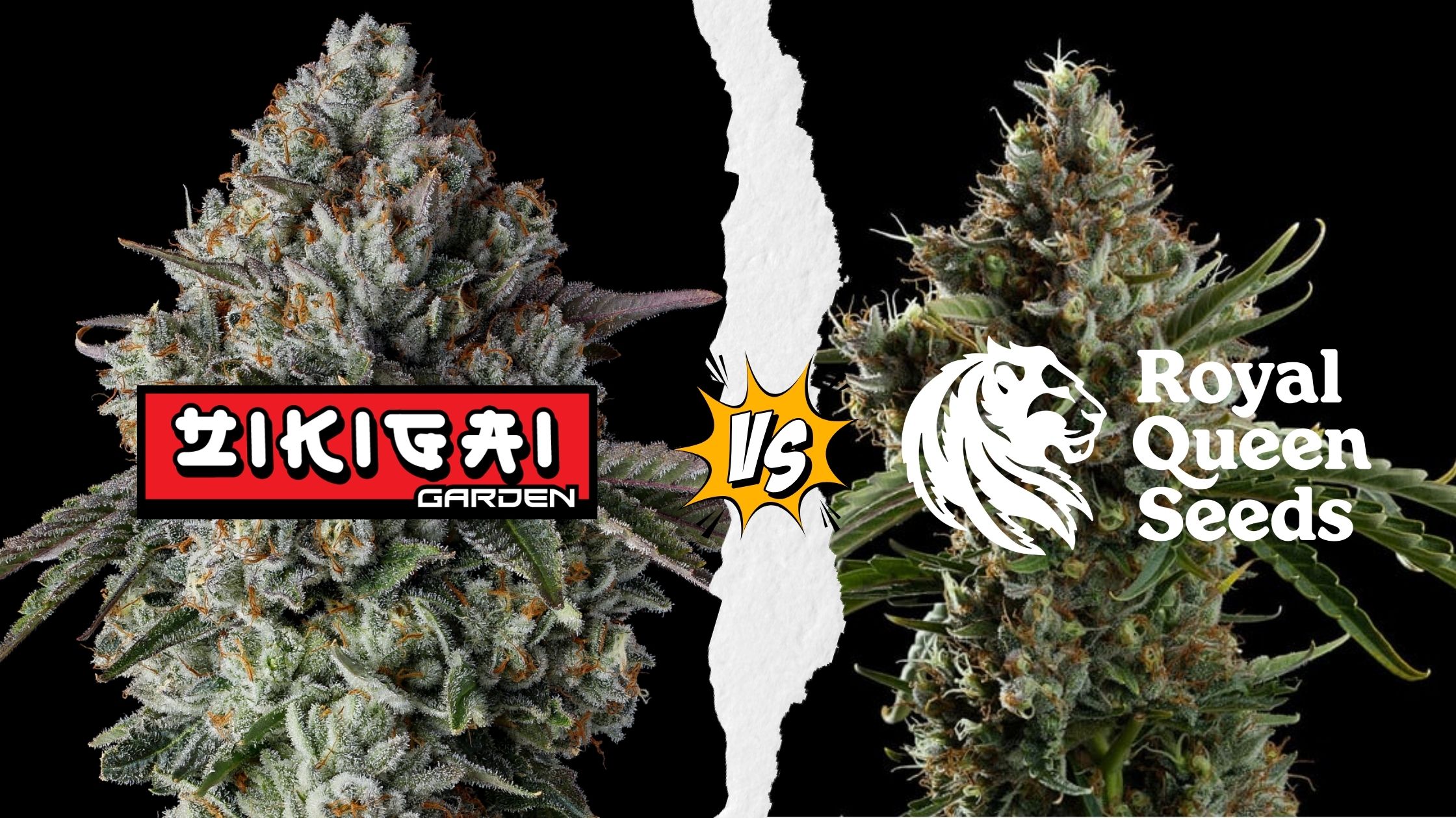 Raw Genetics vs Royal Queen Seeds