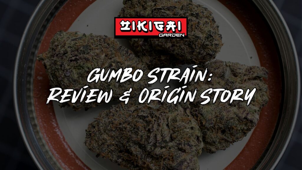 Gumbo Strain Review + Origin Story