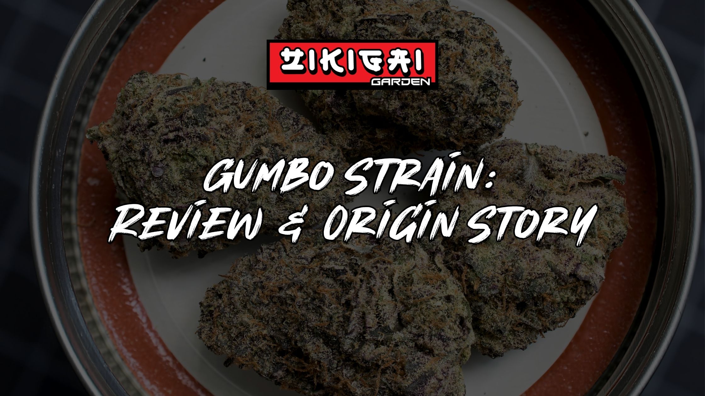 Gumbo Strain Review + Origin Story