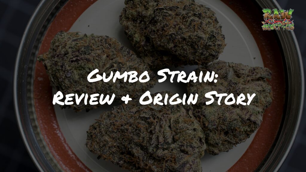 Gumbo Strain Review + Origin Story by Raw Genetics