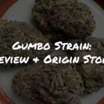 Gumbo Strain Review + Origin Story by Raw Genetics
