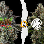 Raw Genetics vs Royal Queen Seeds