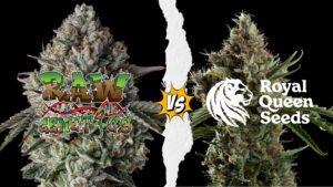 Raw Genetics vs Royal Queen Seeds