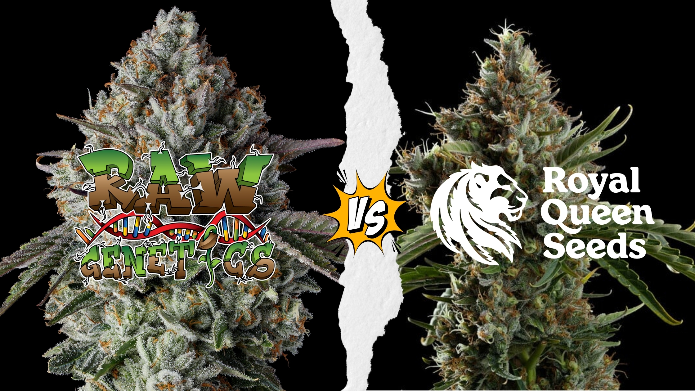 Raw Genetics vs Royal Queen Seeds