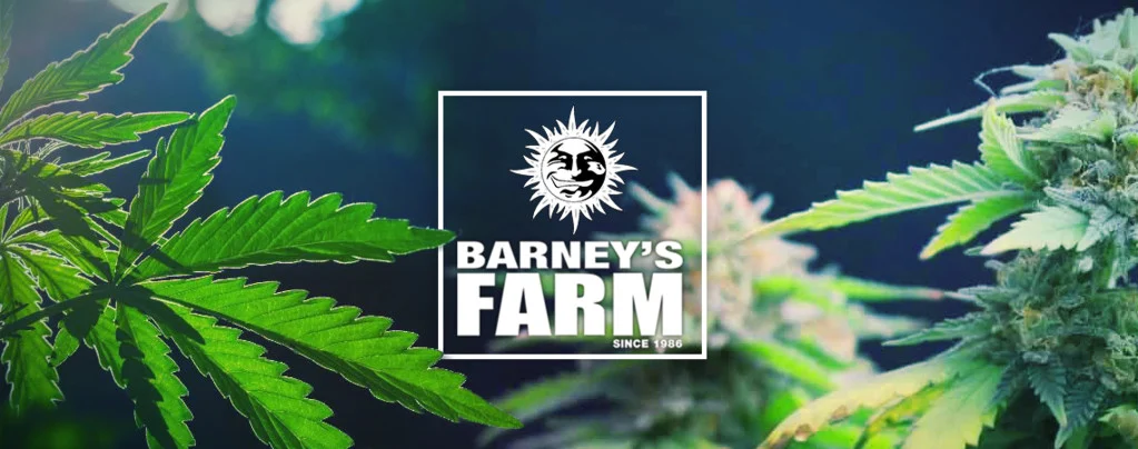 Raw Genetics vs Barneys Farm Cannabis Seeds
