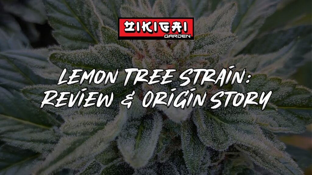 Lemon Tree Strain Review + Controversial Origin Story