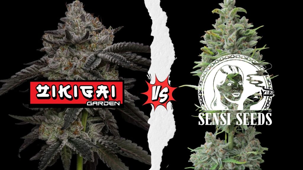 Raw Genetics vs Sensi Seeds