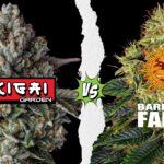 Zikigai Garden vs Barneys Farm Cannabis Seeds