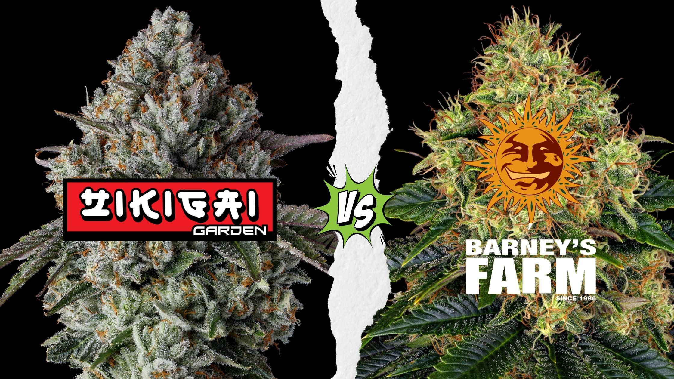 Zikigai Garden vs Barneys Farm Cannabis Seeds