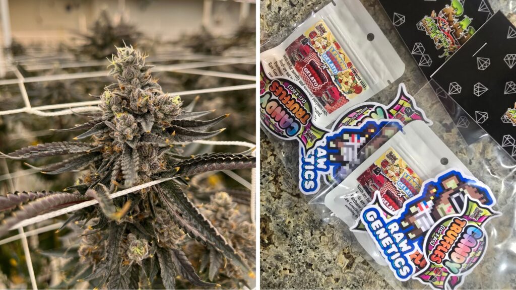 Raw Genetics vs Sensi Seeds