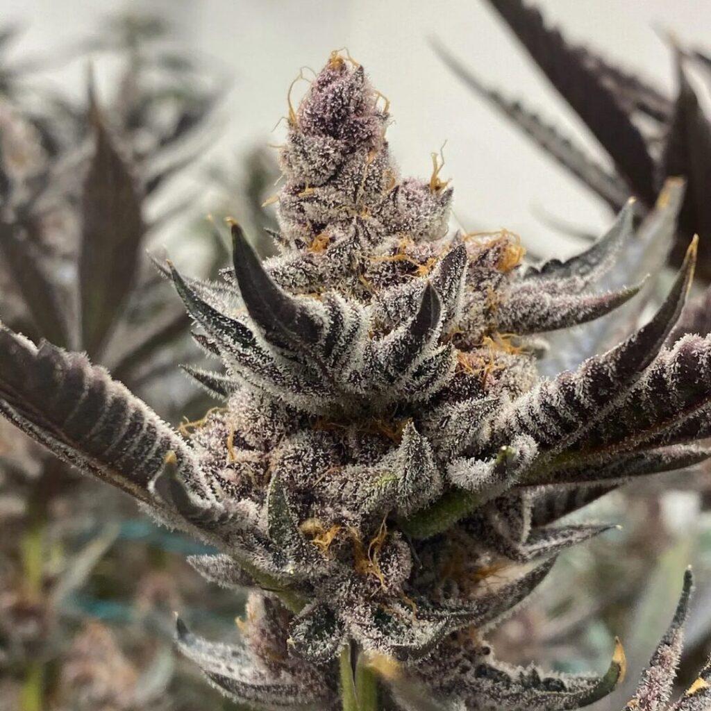 Raw Genetics vs Barneys Farm Cannabis Seeds