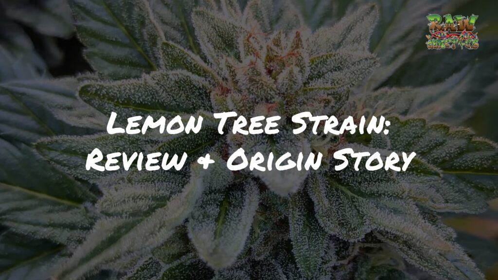Lemon Tree Strain Review + Controversial Origin Story by Raw Genetics