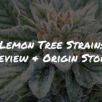 Lemon Tree Strain Review + Controversial Origin Story by Raw Genetics