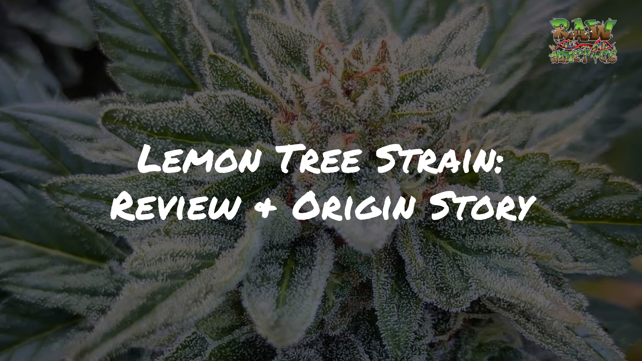 Lemon Tree Strain Review + Controversial Origin Story by Raw Genetics