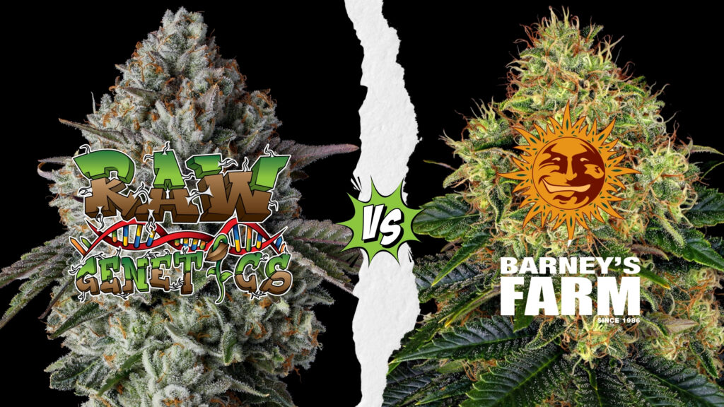 Raw Genetics vs Barneys Farm Cannabis Seeds
