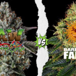 Raw Genetics vs Barneys Farm Cannabis Seeds