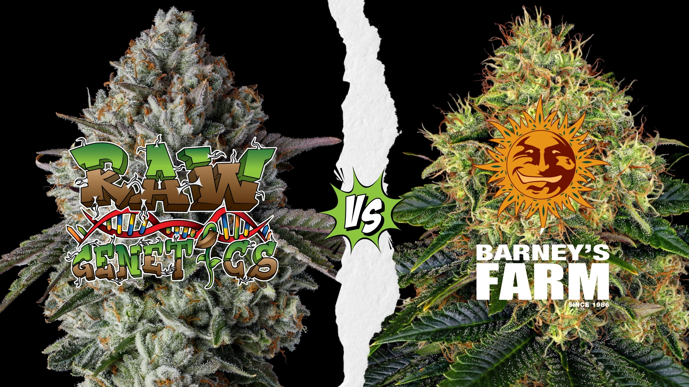 Raw Genetics vs Barneys Farm Cannabis Seeds