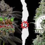 Raw Genetics vs Sensi Seeds