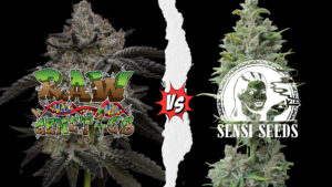Raw Genetics vs Sensi Seeds