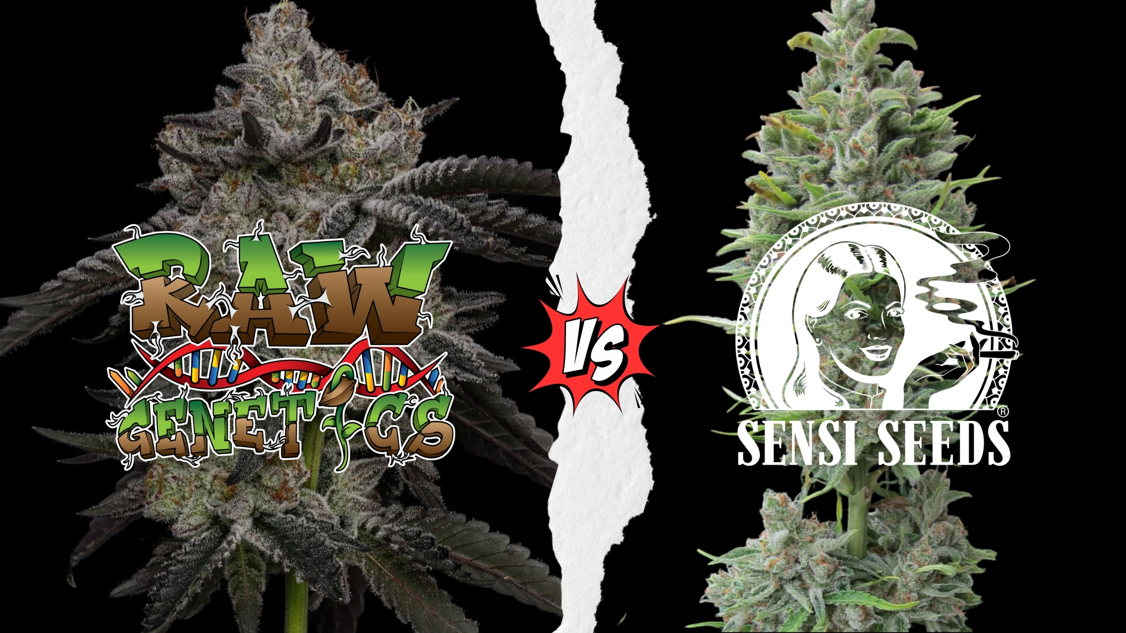 Raw Genetics vs Sensi Seeds