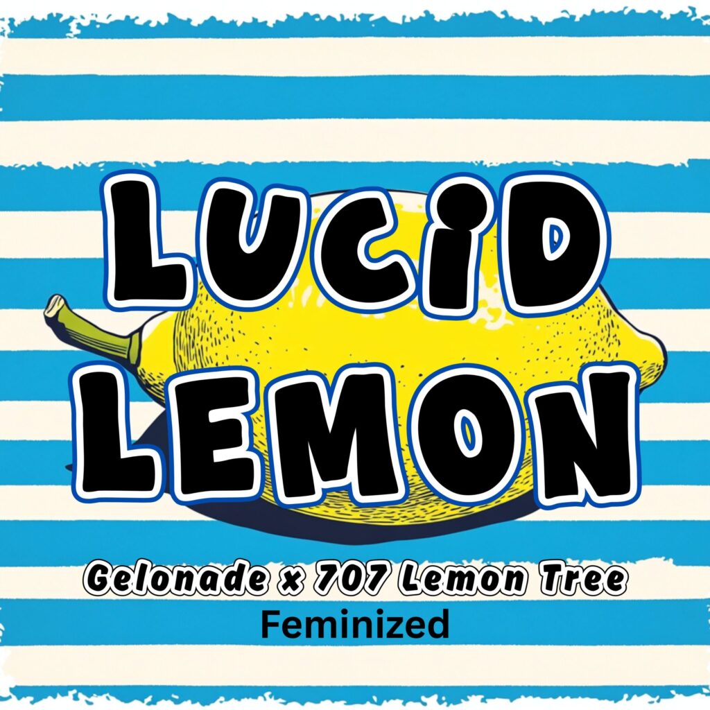 Lucid Lemon strain by Raw Genetics (Gelonade x 707 Lemon Tree)