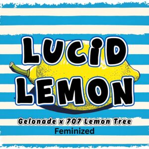 Lucid Lemon strain by Raw Genetics (Gelonade x 707 Lemon Tree)