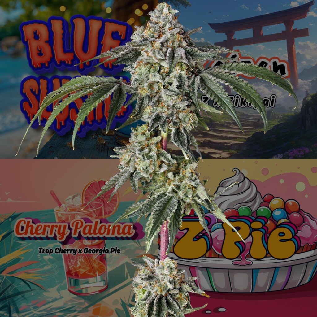 Raw Genetics vs Barneys Farm Cannabis Seeds