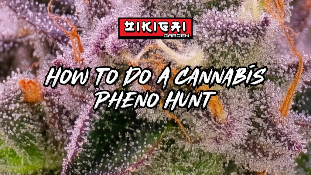 How To Do A Cannabis Pheno Hunt
