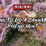 How To Do A Cannabis Pheno Hunt