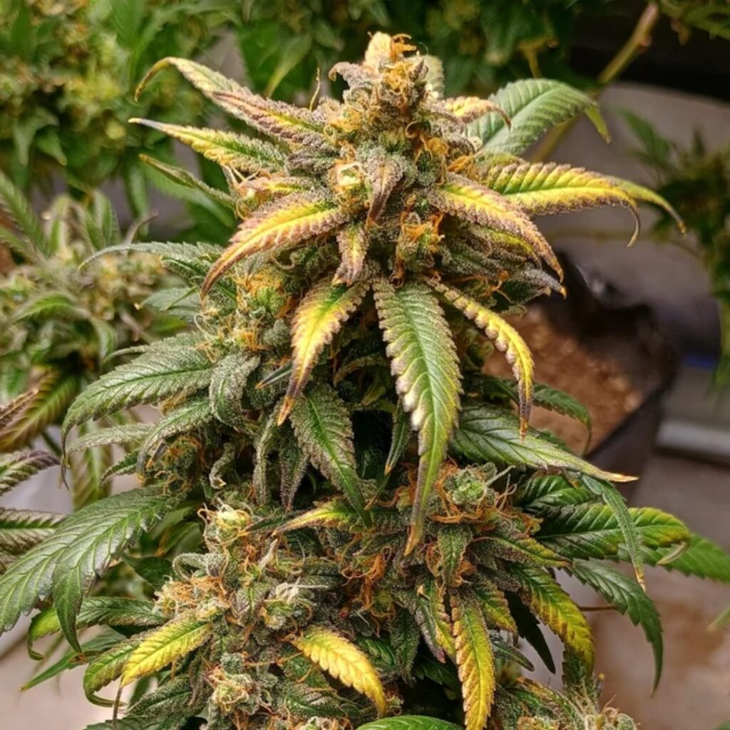 Hardcore OG strain review by Zikigai Garden