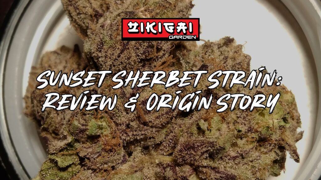 Sunset Sherbet Strain Review & Origin Story