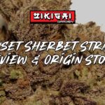 Sunset Sherbet Strain Review & Origin Story