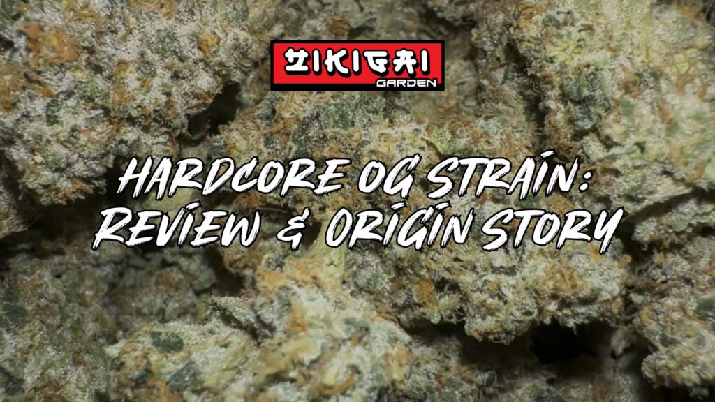 Hardcore OG strain review by Zikigai Garden