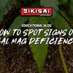 How To Spot Signs of Cal Mag Deficiency