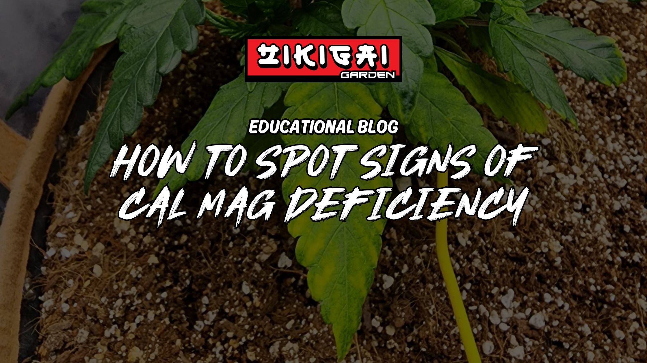 How To Spot Signs of Cal Mag Deficiency