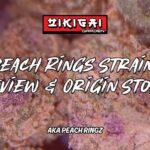 Peach Rings Strain Review & Origin Story