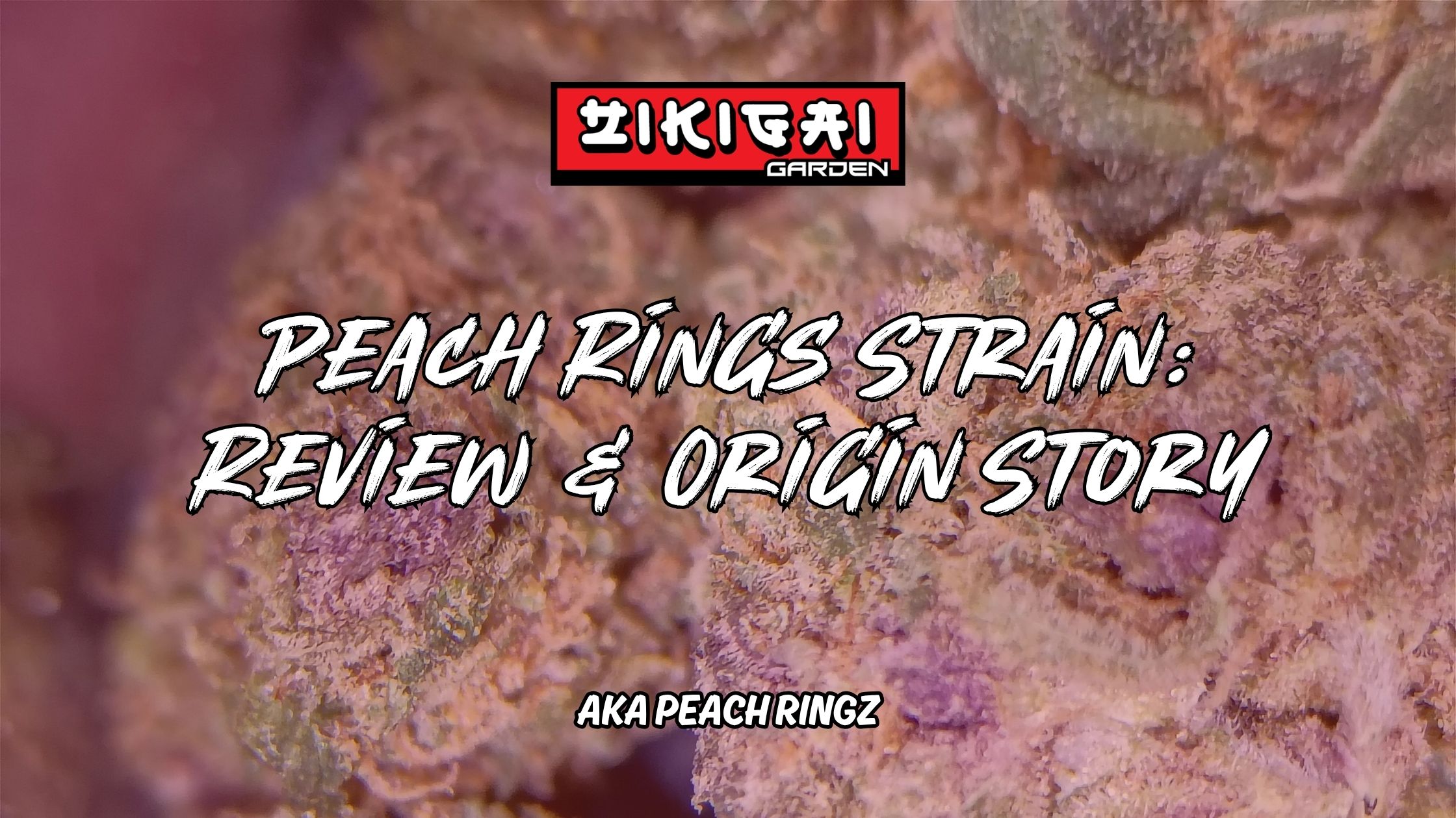 Peach Rings Strain Review & Origin Story