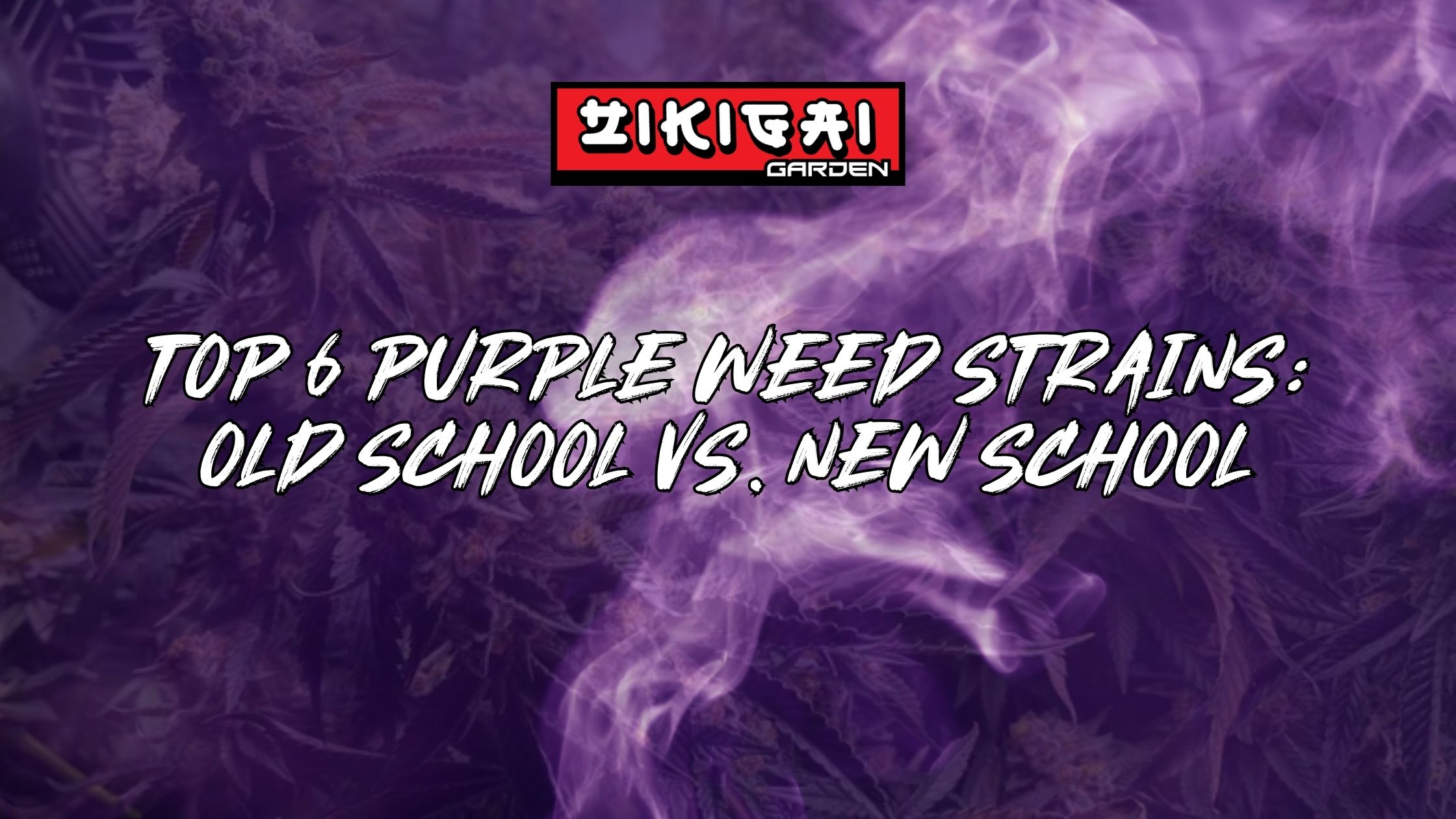 Our Top 6 Purple Weed Strains