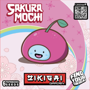 Sakura Mochi Strain by Zikigai Garden