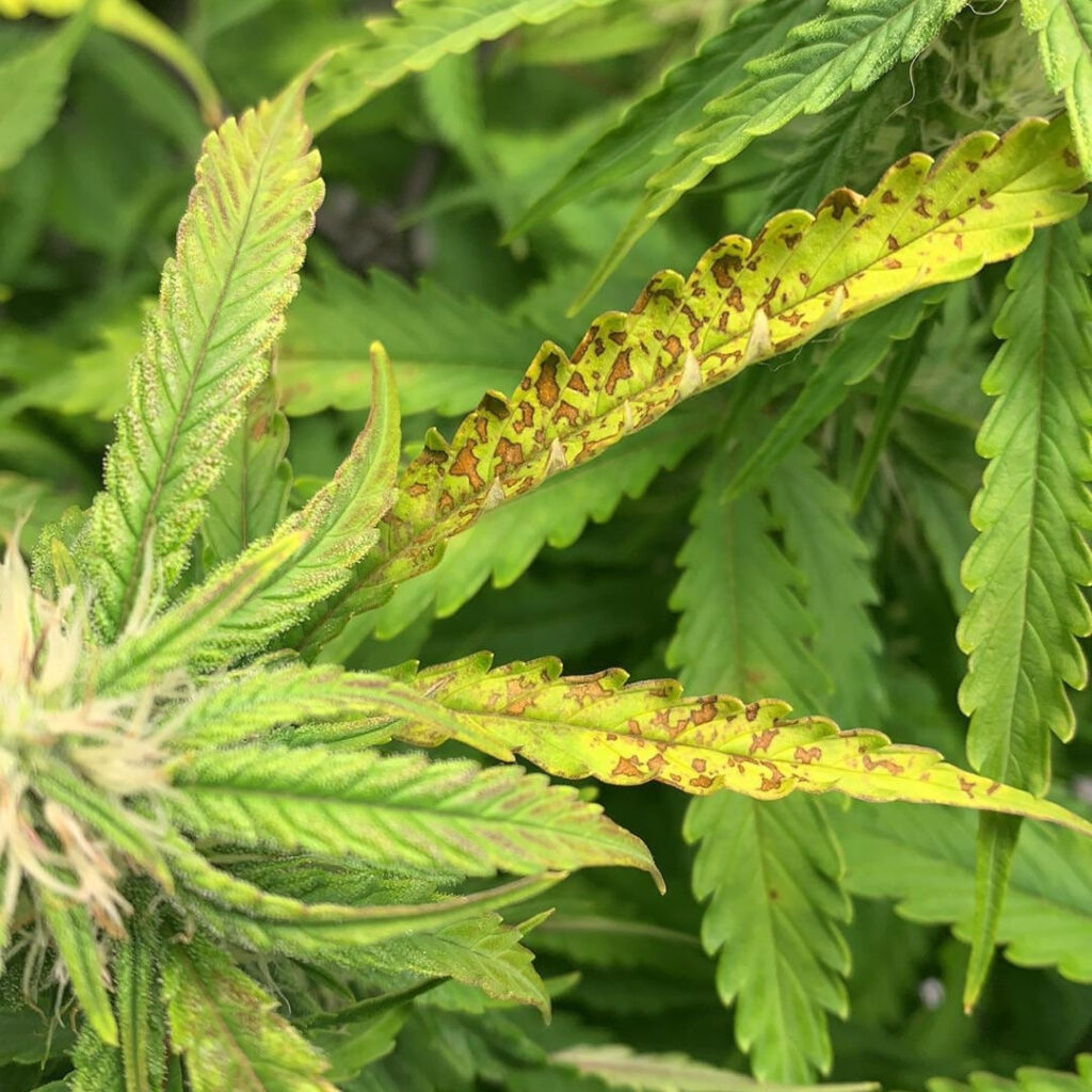 close-up shot of browning cannabis fan leaf showing signs of potential cal mag deficiency