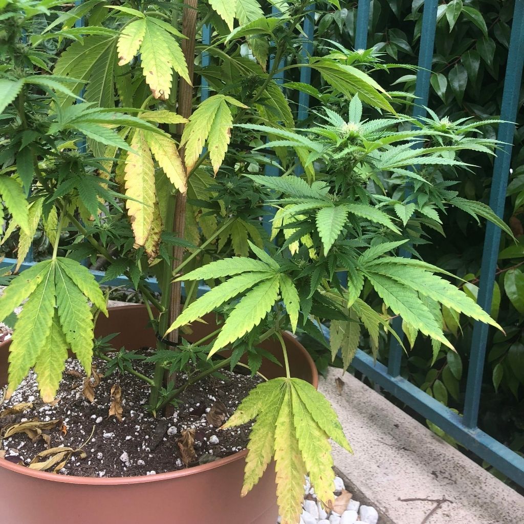 photo of a potted cannabis plant with yellowing lower leaves showing possible signs of nitrogen deficiency