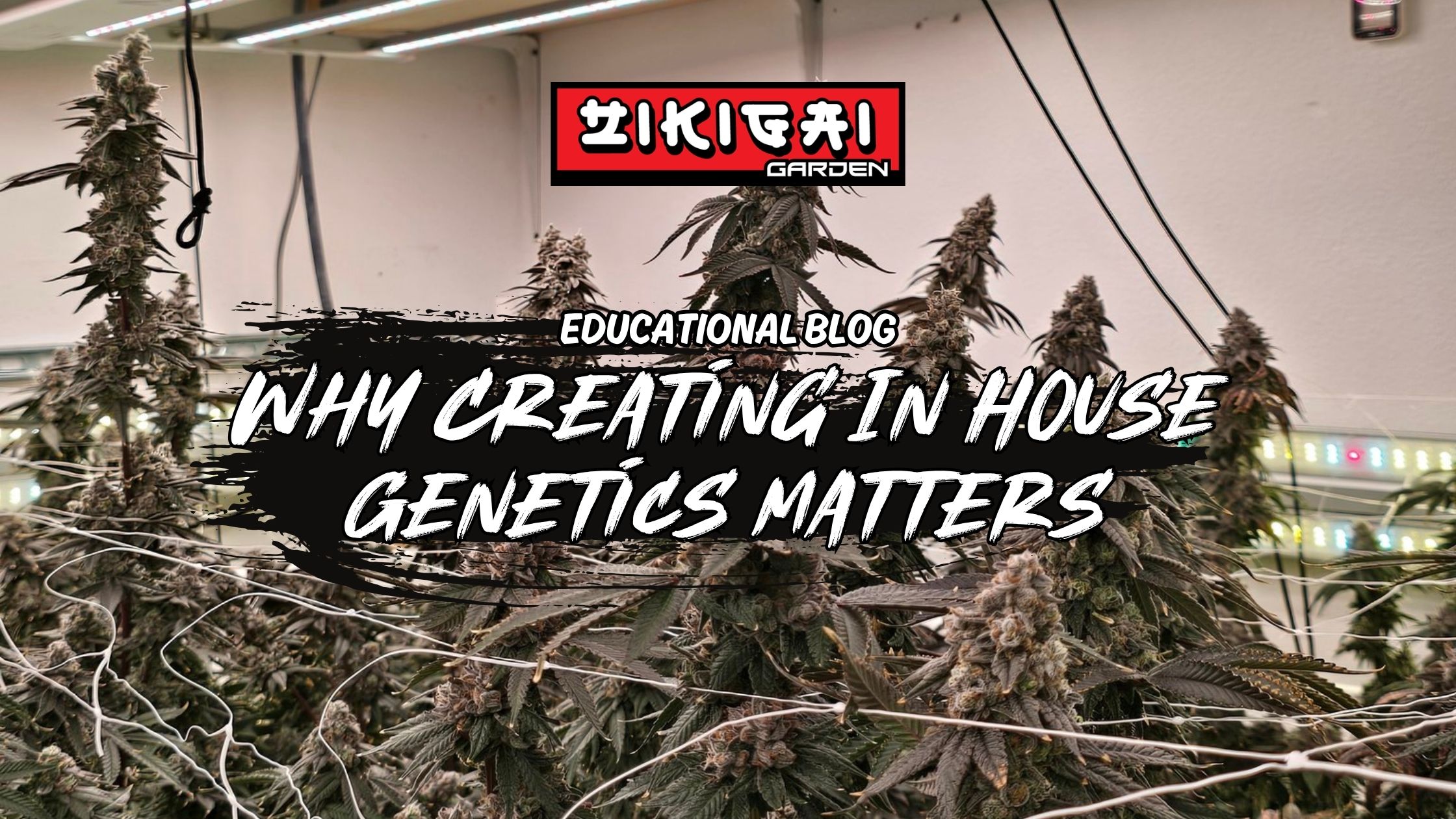 Why Creating In House Genetics Matters